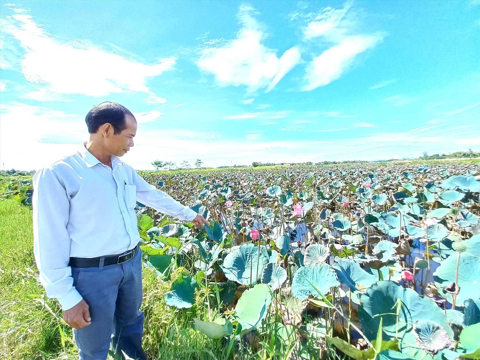 HTX Nông nghiệp Bình Đào (xã Bình Đào, Thăng Bình) trồng sen trên đất bỏ hoang đã mang lại hiệu quả kinh tế. Ảnh: CT