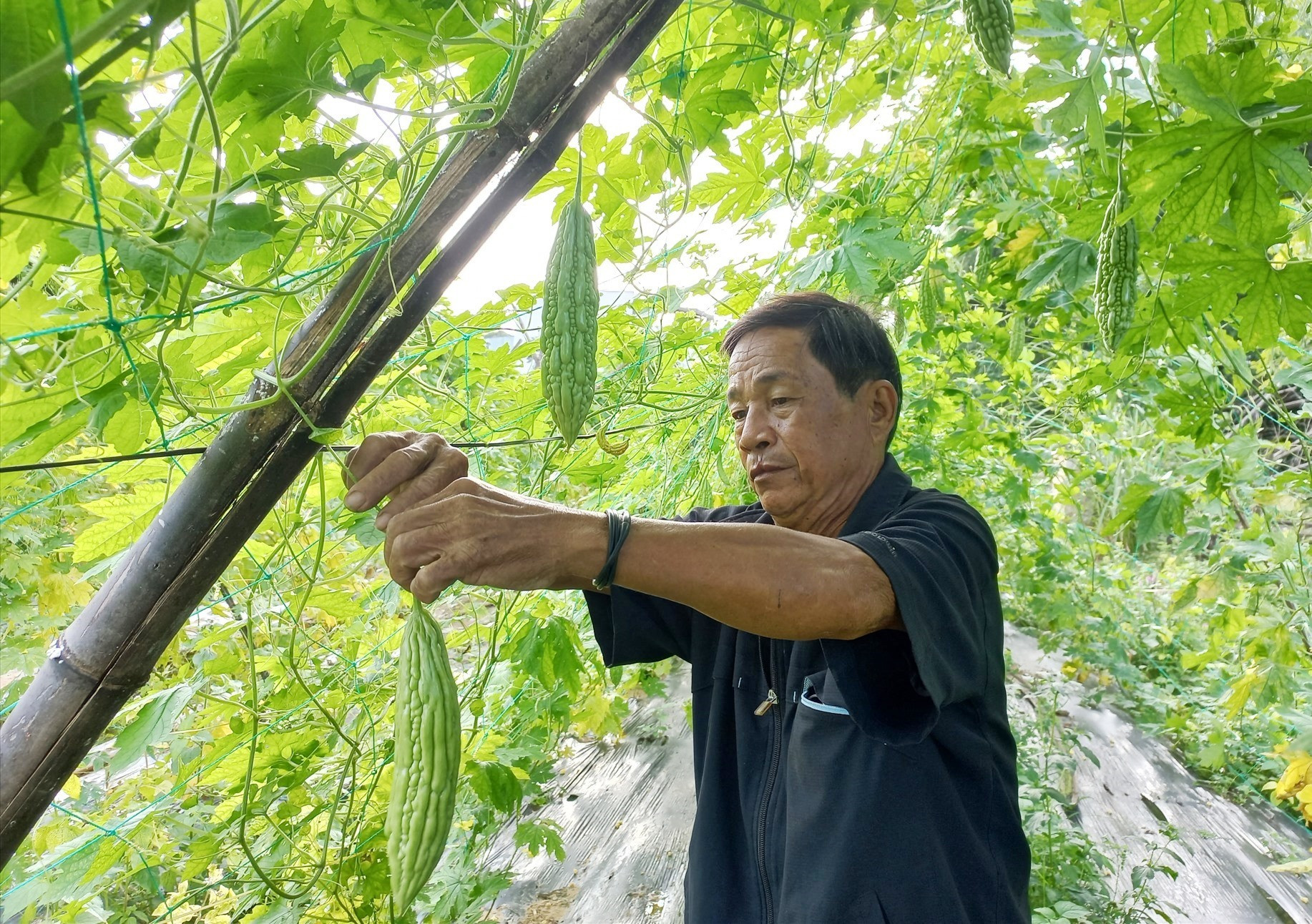 Nông dân xã Đại Tân có nhiều mô hình canh tác nông nghiệp hiệu quả. Ảnh: CT