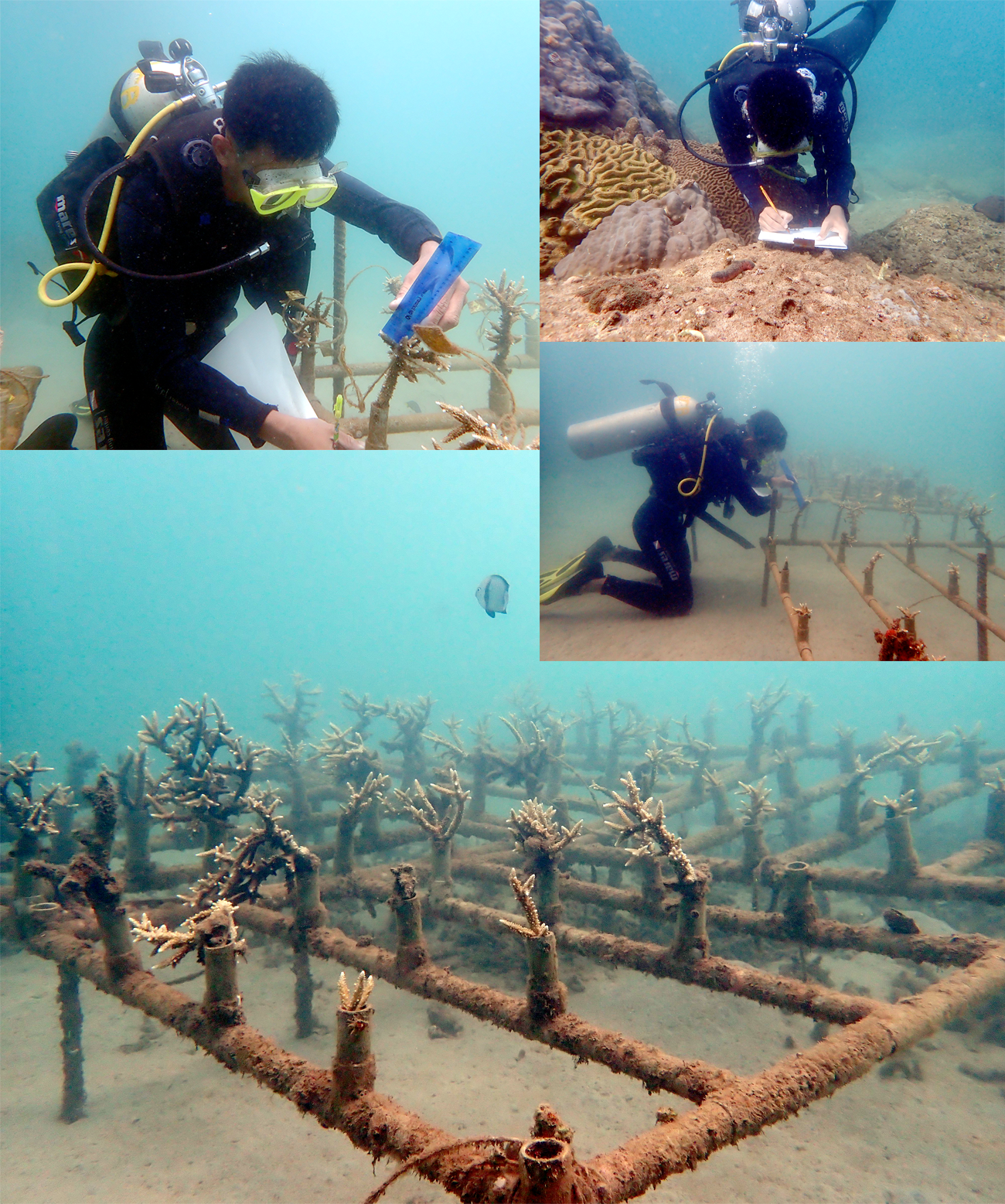 Vườn ươm san hô dưới đáy biển Cù Lao Chàm. Ảnh: Ban Quản lý Khu bảo tồn biển Cù Lao Chàm