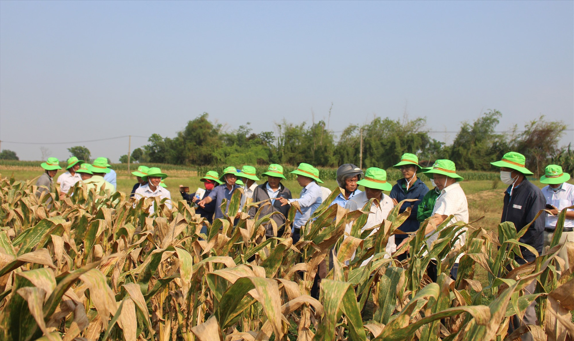 Các đại biểu tham quan những ruộng bắp nếp TBM18 tại xã Đại Thắng (Đại Lộc).    Ảnh: PV