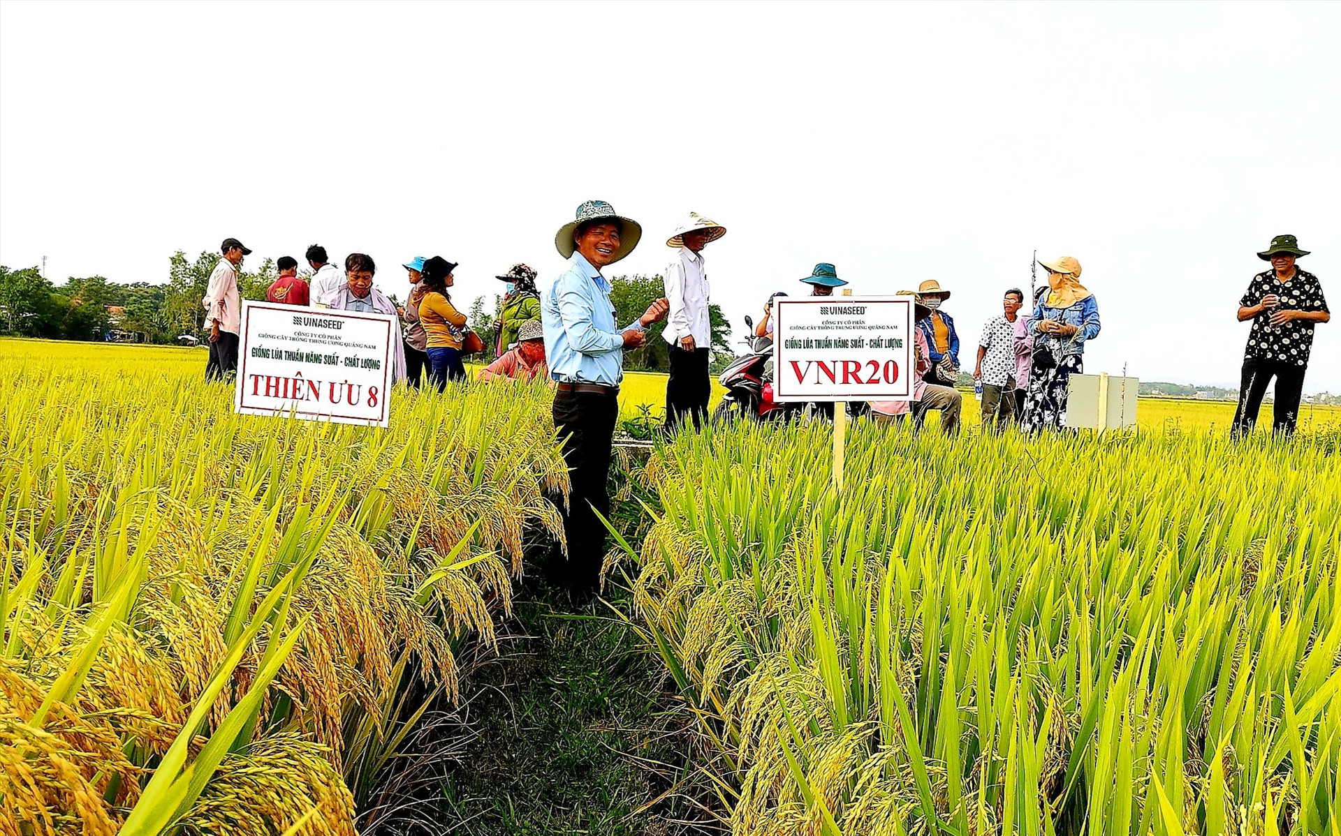 Thời gian qua, nhiều HTX nông nghiệp nỗ lực liên kết với các doanh nghiệp tổ chức cho nông dân sản xuất lúa giống hàng hóa nhằm nâng cao giá trị kinh tế.   Ảnh: PV