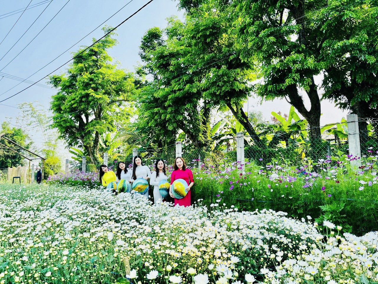 Về với lễ hội mùa hoa sưa năm nay, du khách có thể check-in vườn cúc họa mi ở Hương Trà Tây.