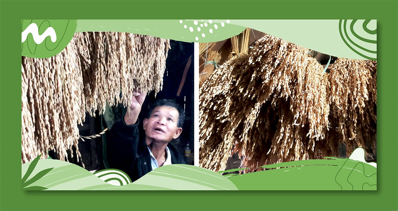 Giống lúa baton chuẩn được bảo tồn trong cộng đồng người Bh'noong. Ảnh: N.C