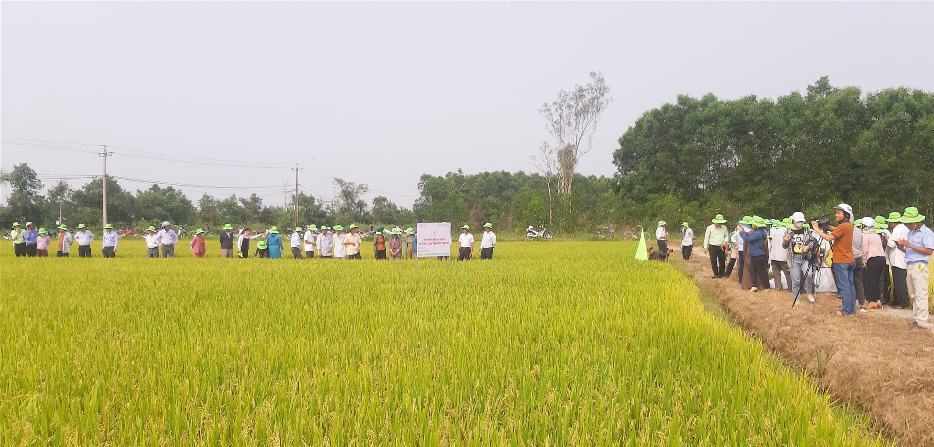 Tham quan mô hình sản xuất khảo nghiệm giống lúa thuần TBR97 tại thôn Đồng Dương (xã Bình Định Bắc, Thăng Bình) vào chiều nay 11/4.   Ảnh: N.S