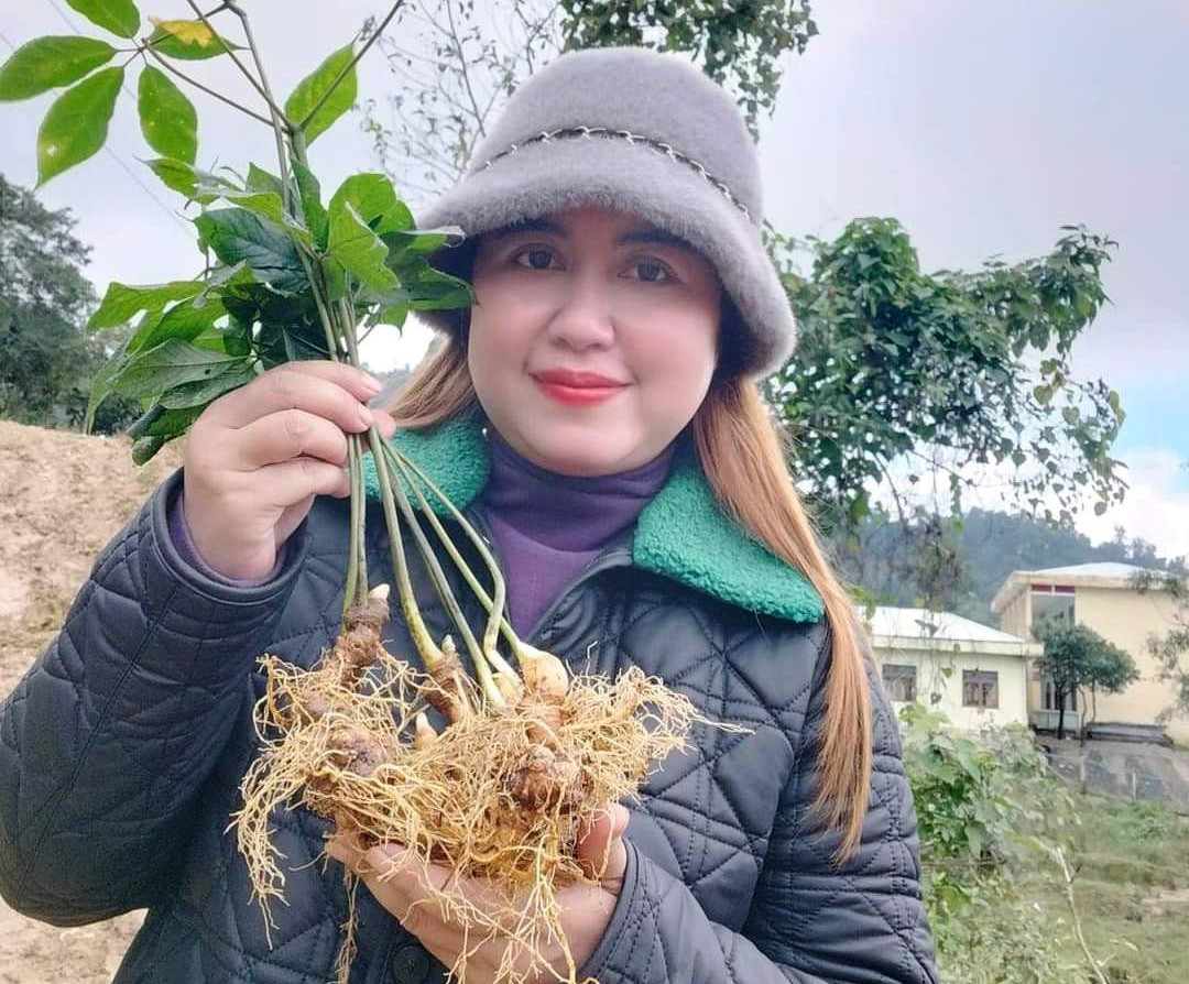 Alang Thi Hoc and Ngoc Linh ginseng trees