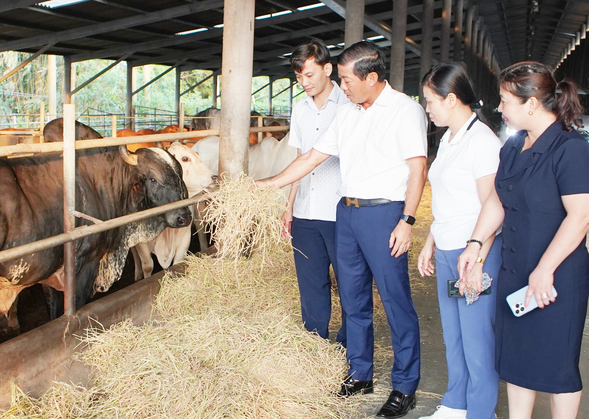 Đoàn công tác huyện Nông Sơn tham quan mô hình nuôi bò trang trại tại Đồng Nai. Ảnh: T.L