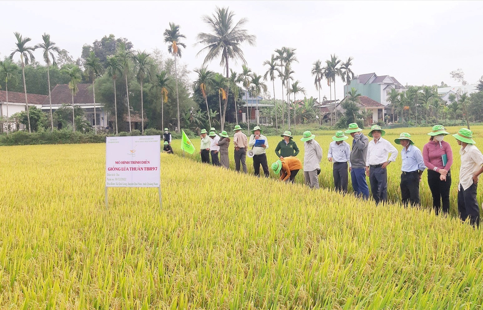 Đại biểu tham quan mô hình sản xuất trình diễn giống lúa thuần TBR97 tại xã Quế Long (Quế Sơn) vào chiều nay 14/4. Ảnh: M.N