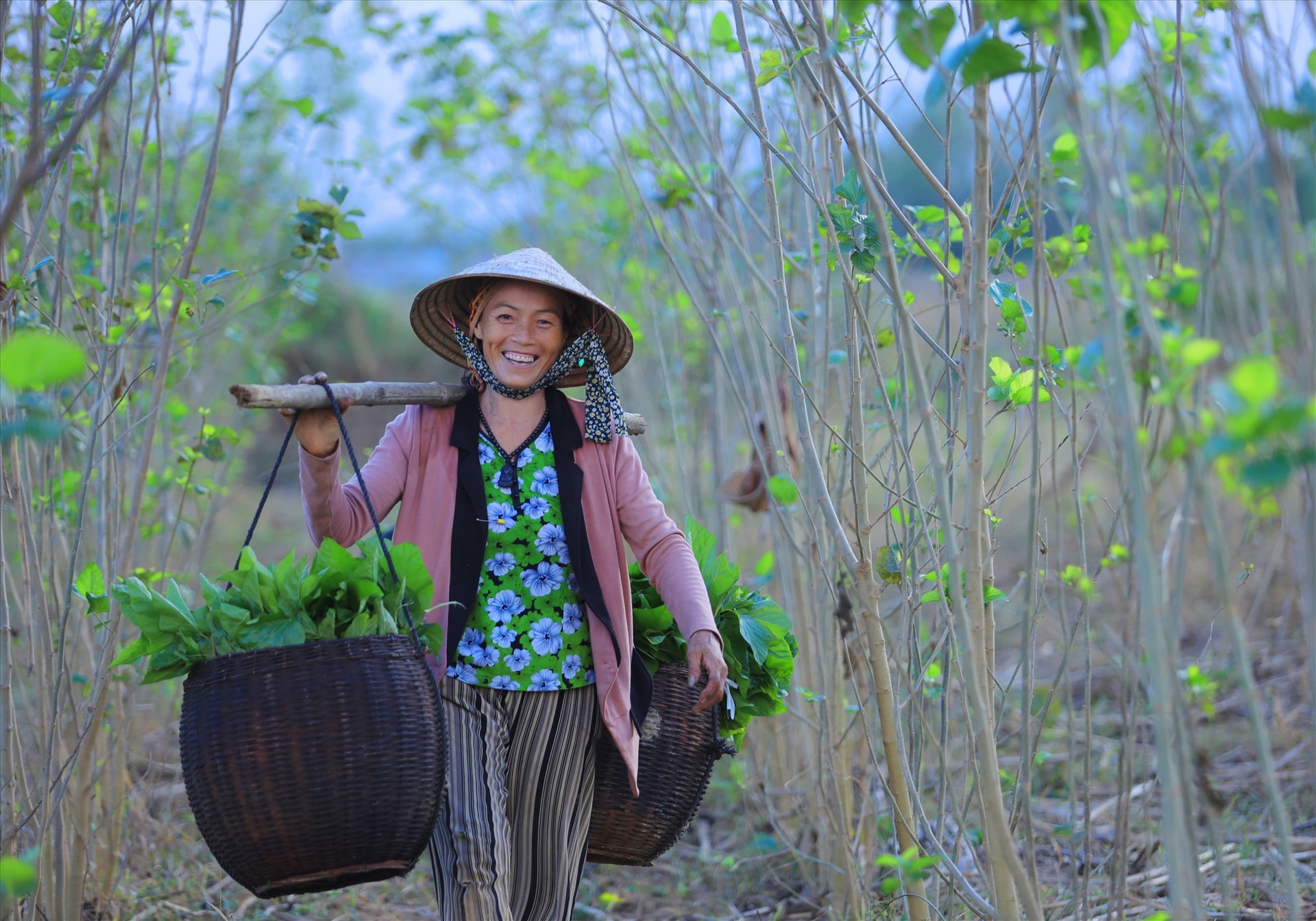 Những chiếc bội mang lá dâu về nuôi tằm. Ảnh: Lê Trọng Khang