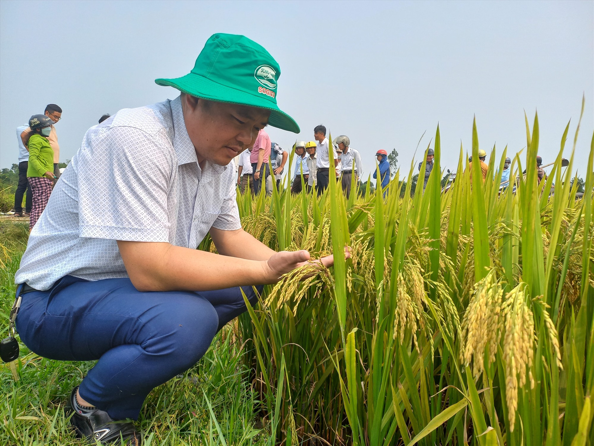 Mô hình sản xuất lúa sử dụng giống Hương Bình kết hợp phân bón Sông Gianh cho năng suất 70 tạ/ha. Ảnh: DUY THÁI