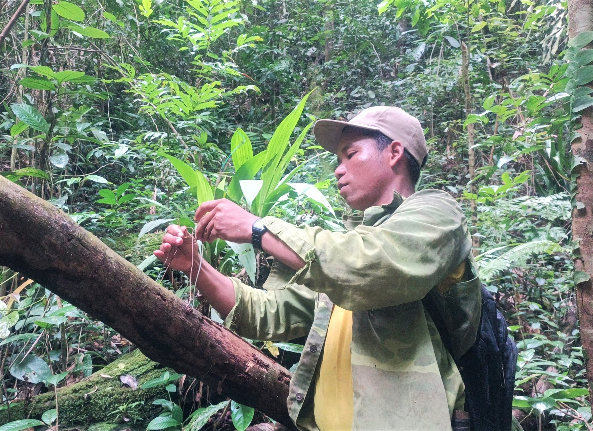 Lực lượng bảo vệ rừng tham gia bảo tồn đa dạng sinh học trong môi trường rừng tự nhiên. Ảnh: A.N