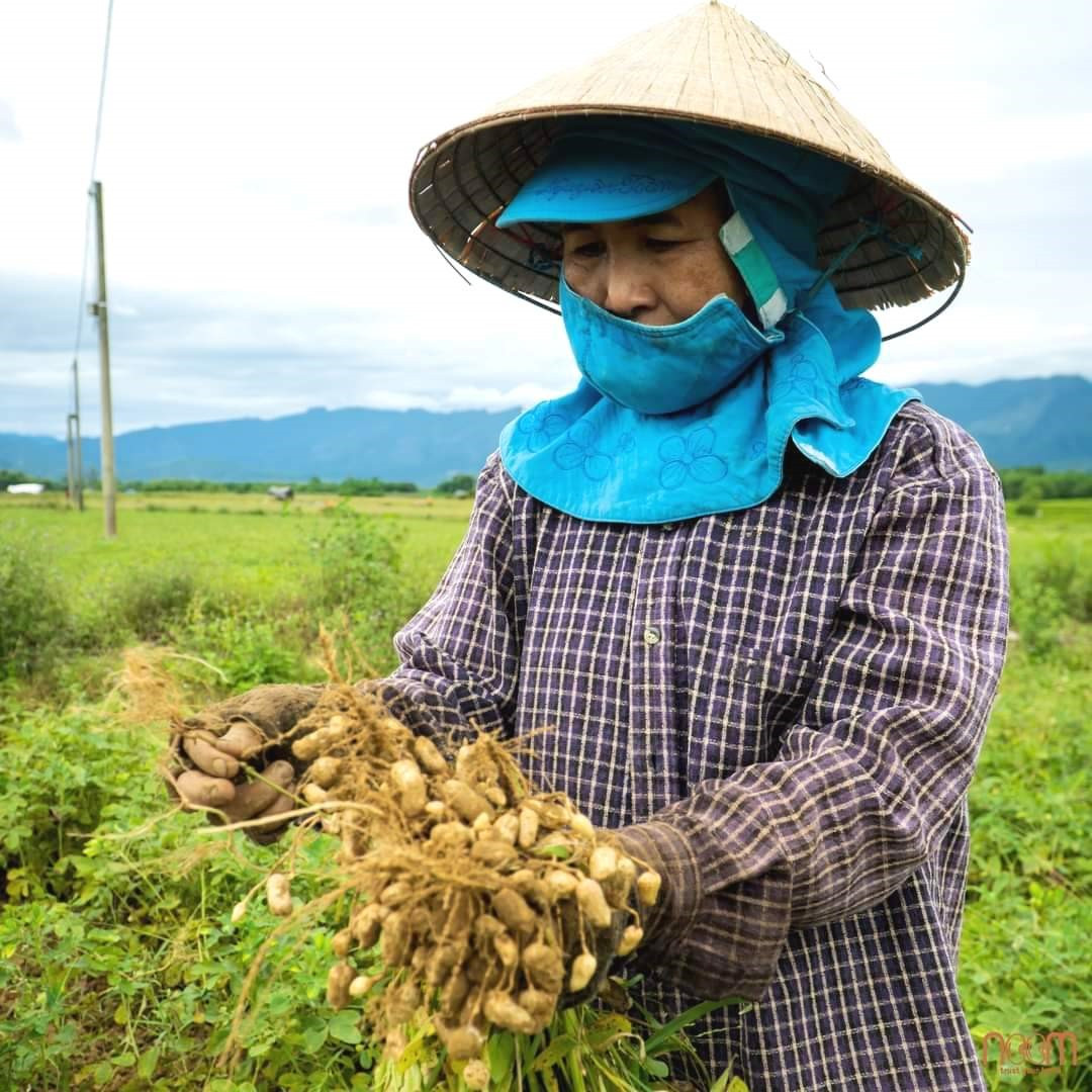 Nông dân thôn Phú Xuân (xã Đại Thắng) tham gia sản xuất đậu phụng hữu cơ. Ảnh: KK