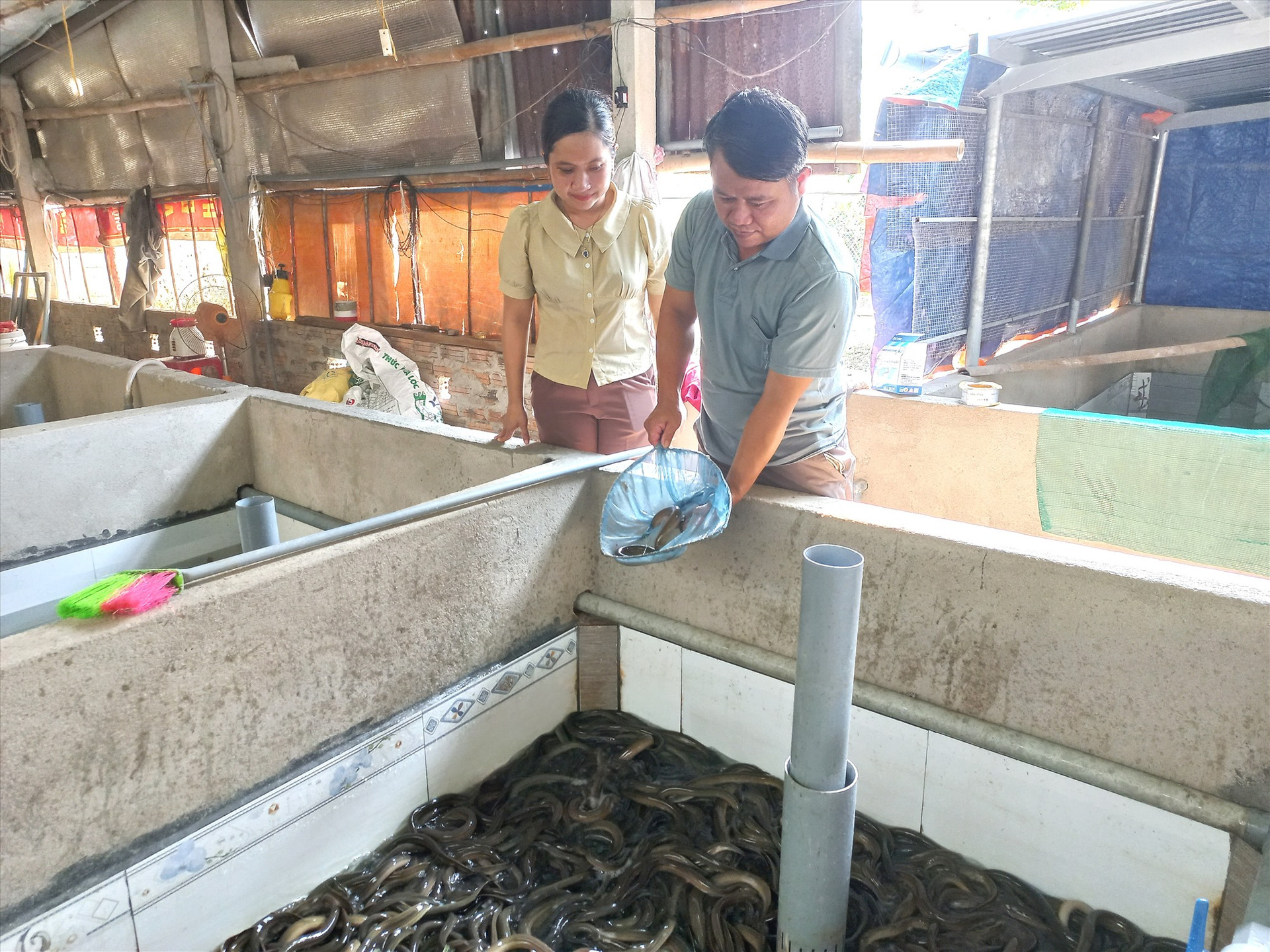 Mô hình nuôi lươn không bùn của nông dân Phan Thanh Hòa (thôn Ô Gia, xã Đại Cường) mang lại thu nhập hàng trăm triệu đồng mỗi năm. Ảnh: TCT