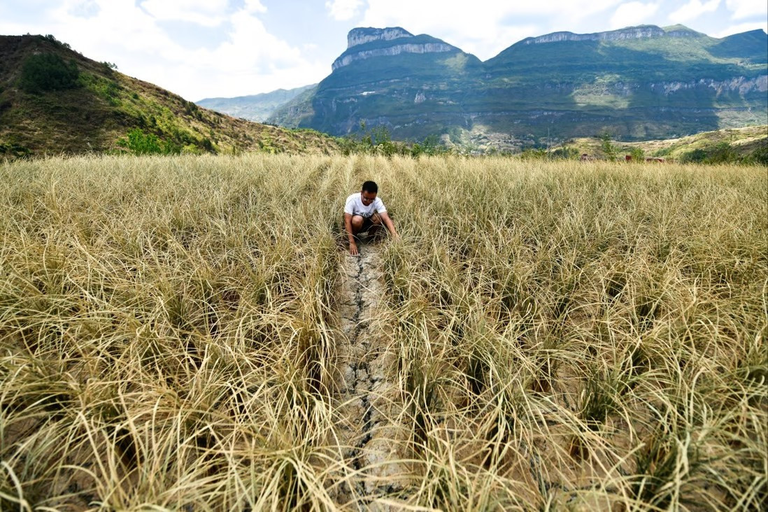 Hạn hán nghiêm trọng làm giảm sản lượng lúa gạo tại các nước xuất khẩu gạo hàng đầu thế giới. Ảnh: Xinhua