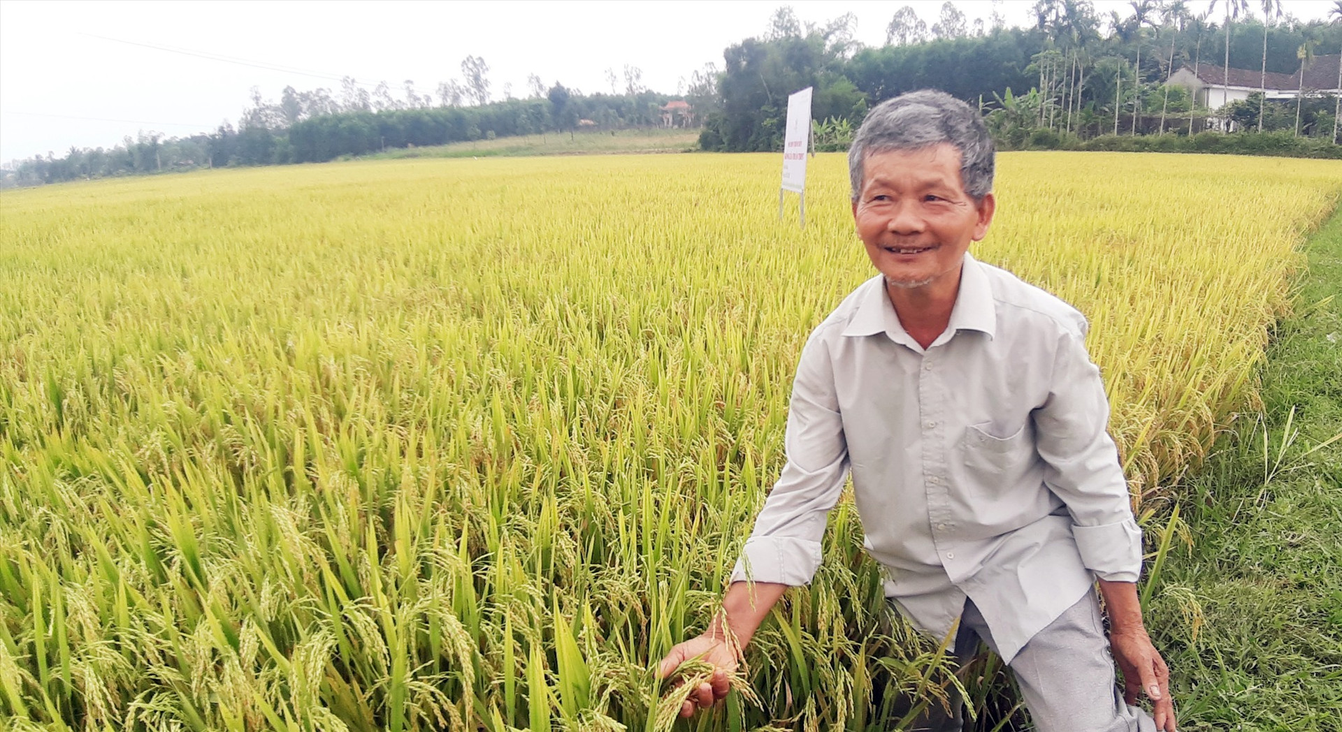 Ông Lê Tấn Quang ở thôn Lãnh An (xã Quế Long, Quế Sơn) phấn khởi vì ruộng lúa TBR97 trúng mùa. Ảnh: N.P