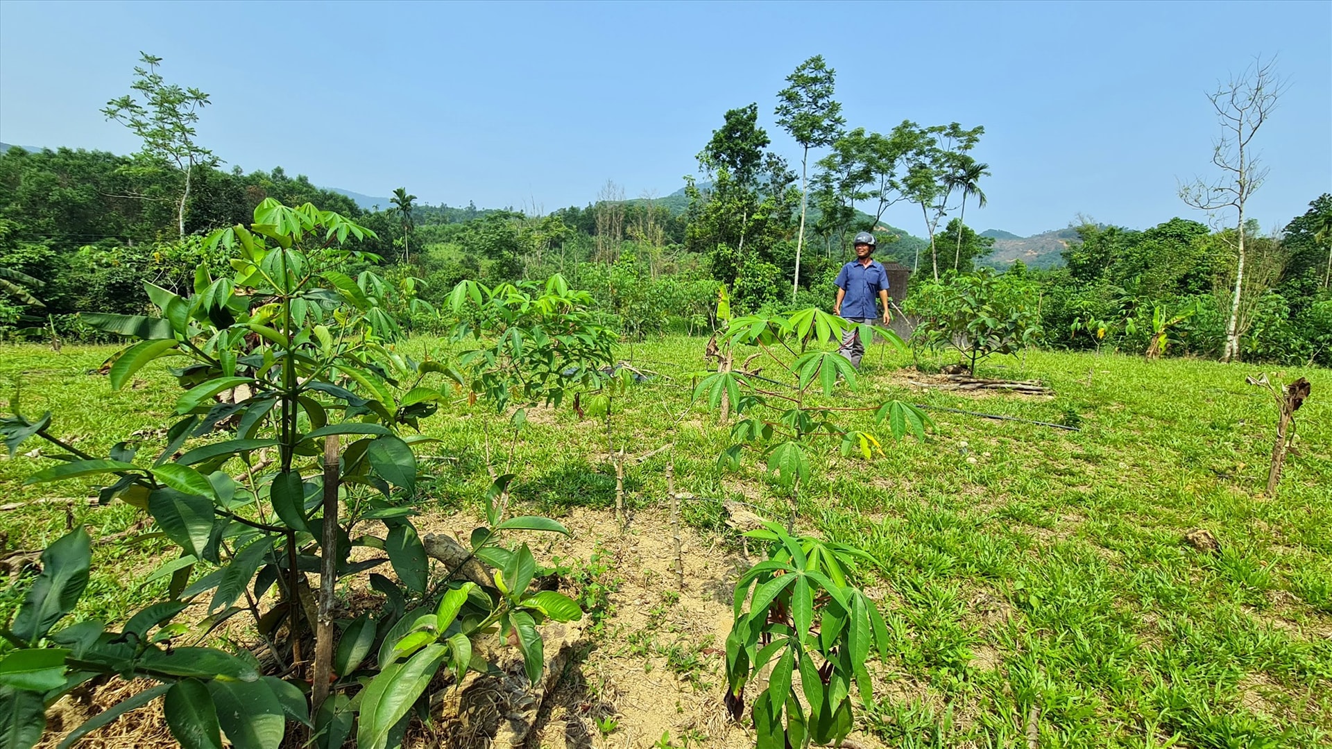 Những vườn cây ăn quả tại Tiên Phước mới được trồng từ các quả đồi đang phát triển tốt nhờ có nước tưới. Ảnh: D.L