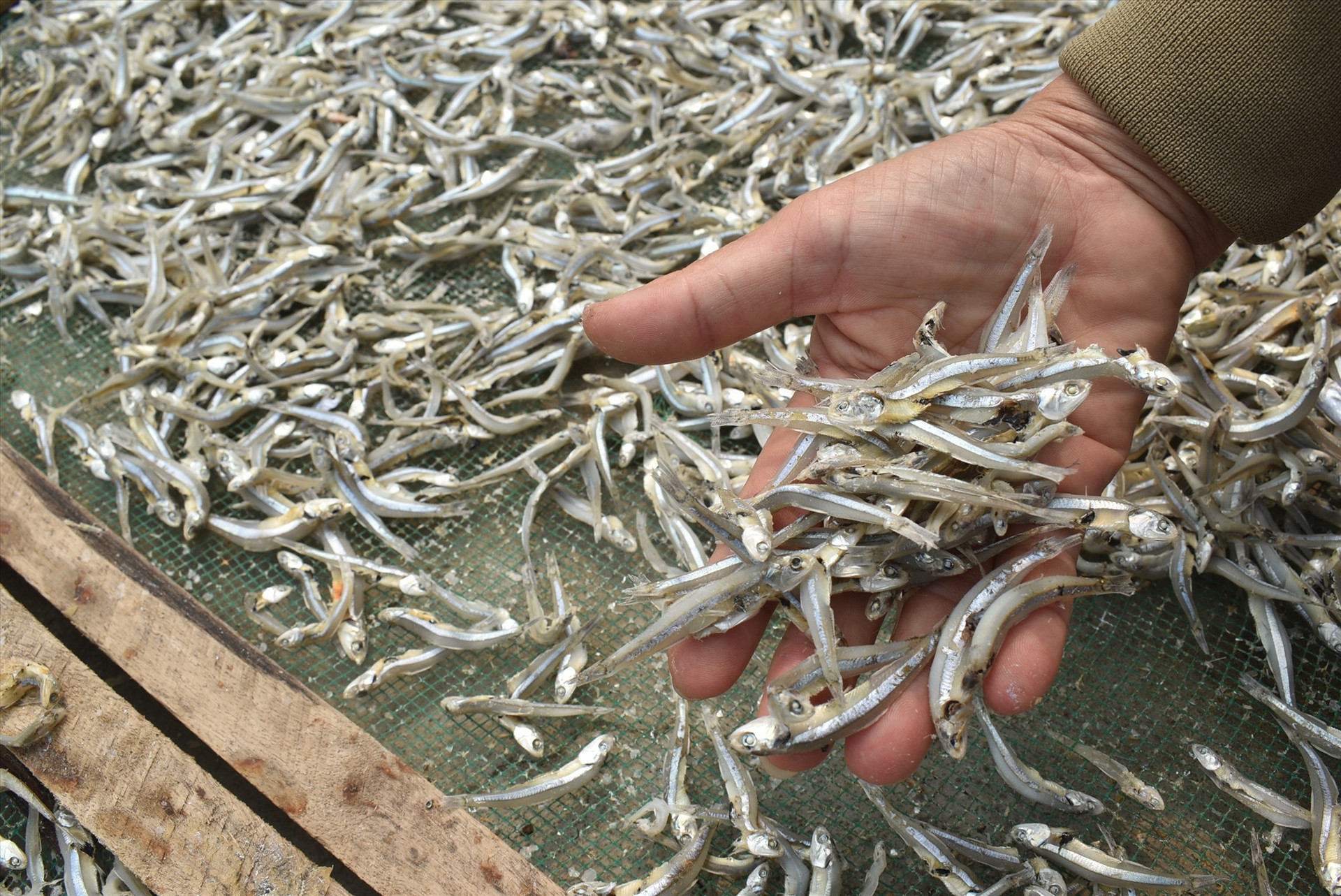 Khoảng 3,5kg cá cơm tươi sau khi phơi còn được 1kg cá khô.