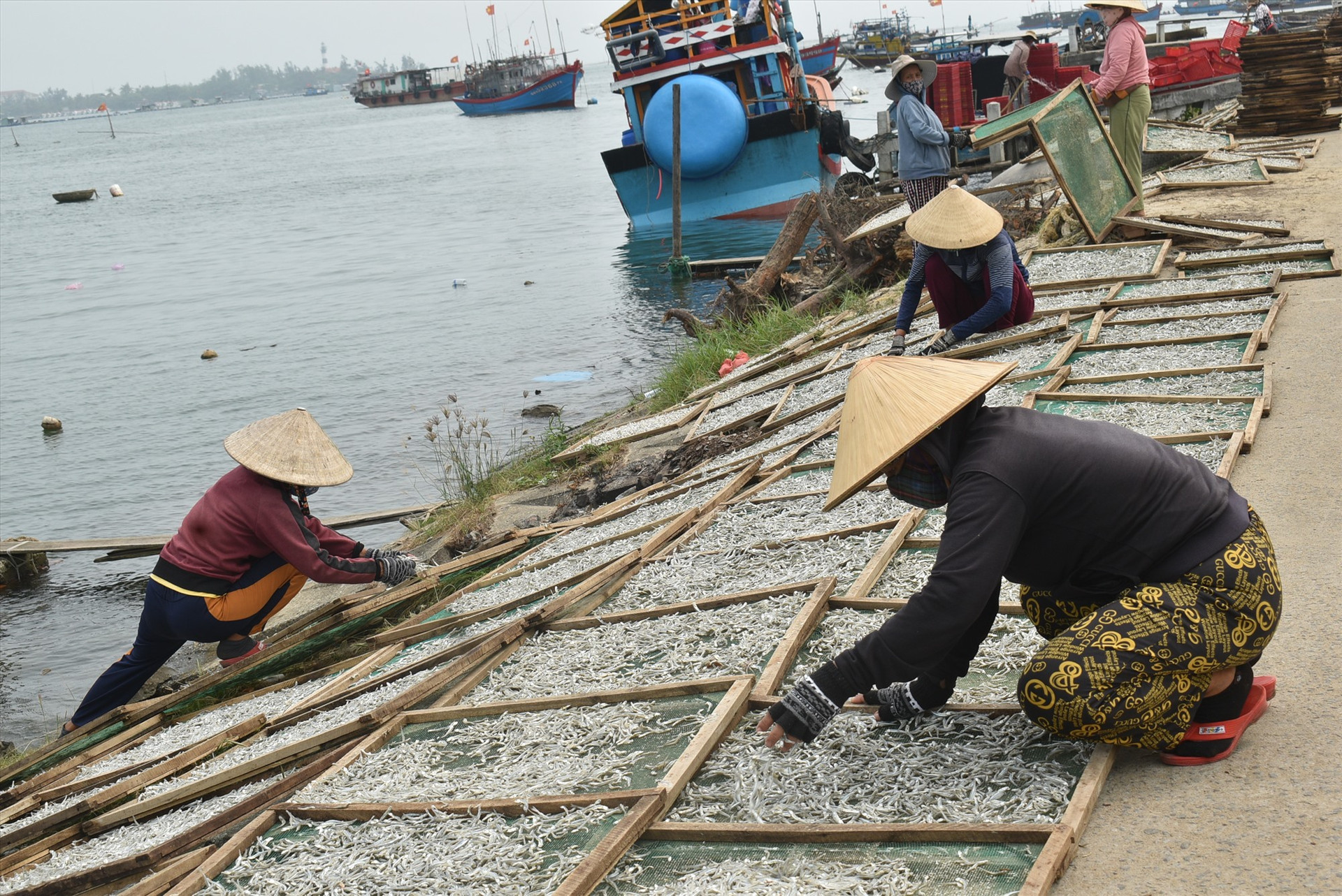 Mỗi ngày có hàng chục lao động nữ phơi cá cơm than ở bờ kè An Lương.