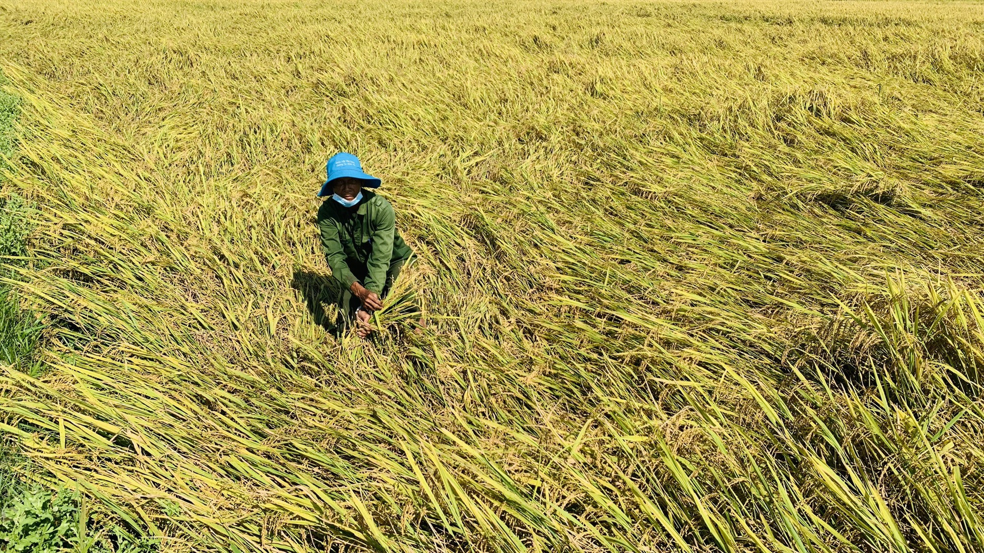 Hàng nghìn ha lúa ngã rạp, nông dân Quảng Nam đứng trước nguy cơ mất mùa vụ lúa Đông Xuân.