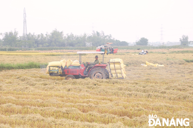 Xây dựng mô hình sản xuất, liên kết tiêu thụ và xúc tiến thương mại là hướng phát triển của nhiều hợp tác xã nông nghiệp hiện nay.  Trong ảnh: Hợp tác xã Dịch vụ sản xuất và kinh doanh tổng hợp Hòa Tiến 1 đang hỗ trợ nông dân gặt lúa. Ảnh: VĂN HOÀNG