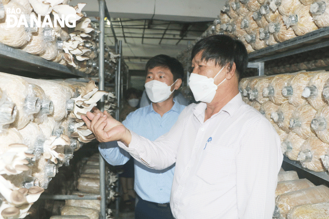 Các hợp tác xã nông nghiệp nỗ lực chuyển đổi, phát triển theo mô hình hợp tác xã kiểu mới để nâng cao hiệu quả sản xuất kinh doanh. Trong ảnh: Các đại biểu thăm mô hình trồng nấm bào ngư của Hợp tác xã Dịch vụ sản xuất nông nghiệp 1 Hòa Quý. Ảnh: VĂN HOÀNG