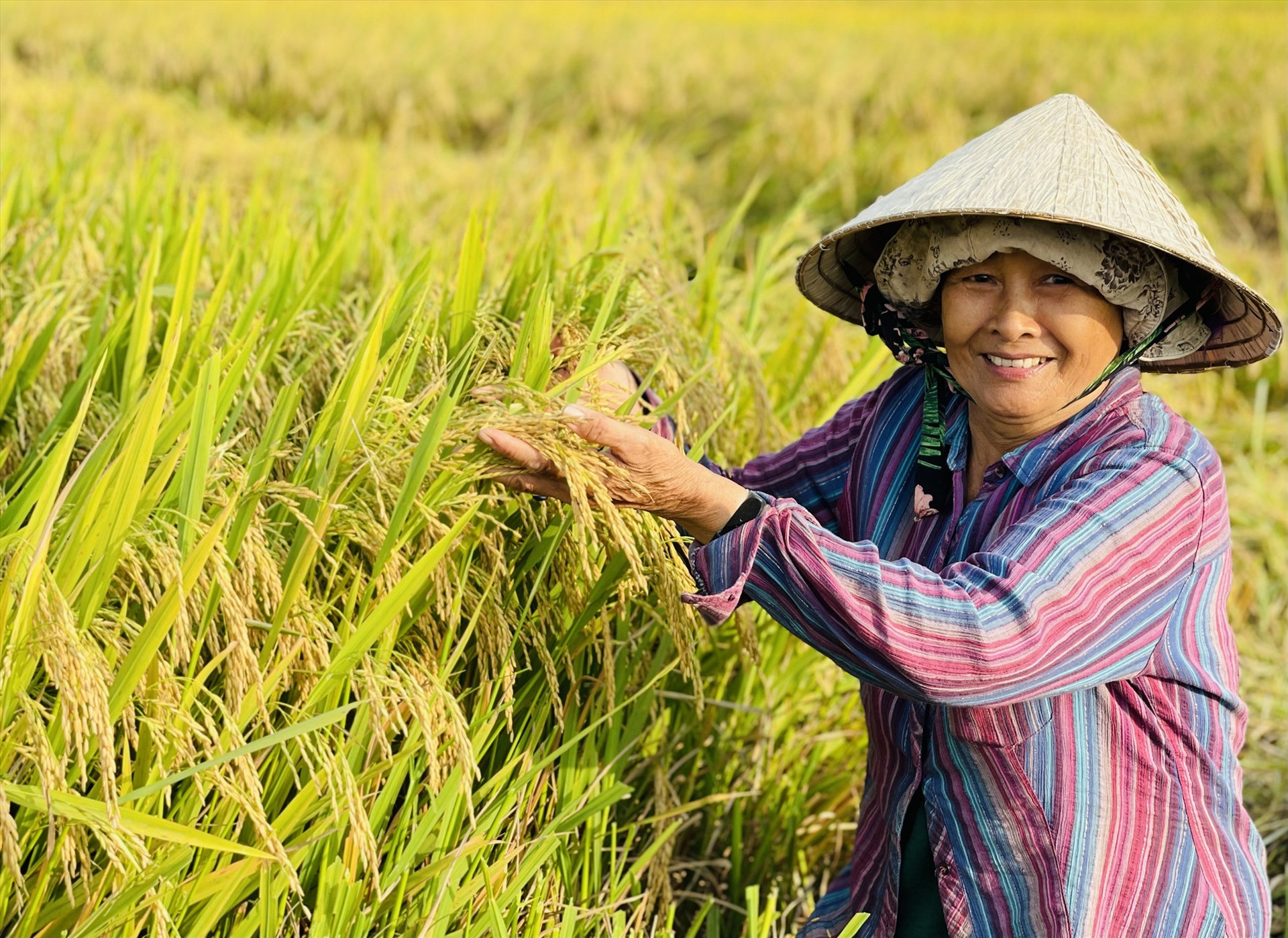 Ở hầu hết địa phương của tỉnh, ruộng lúa nào cũng nặng trĩu bông.   Ảnh: T.S