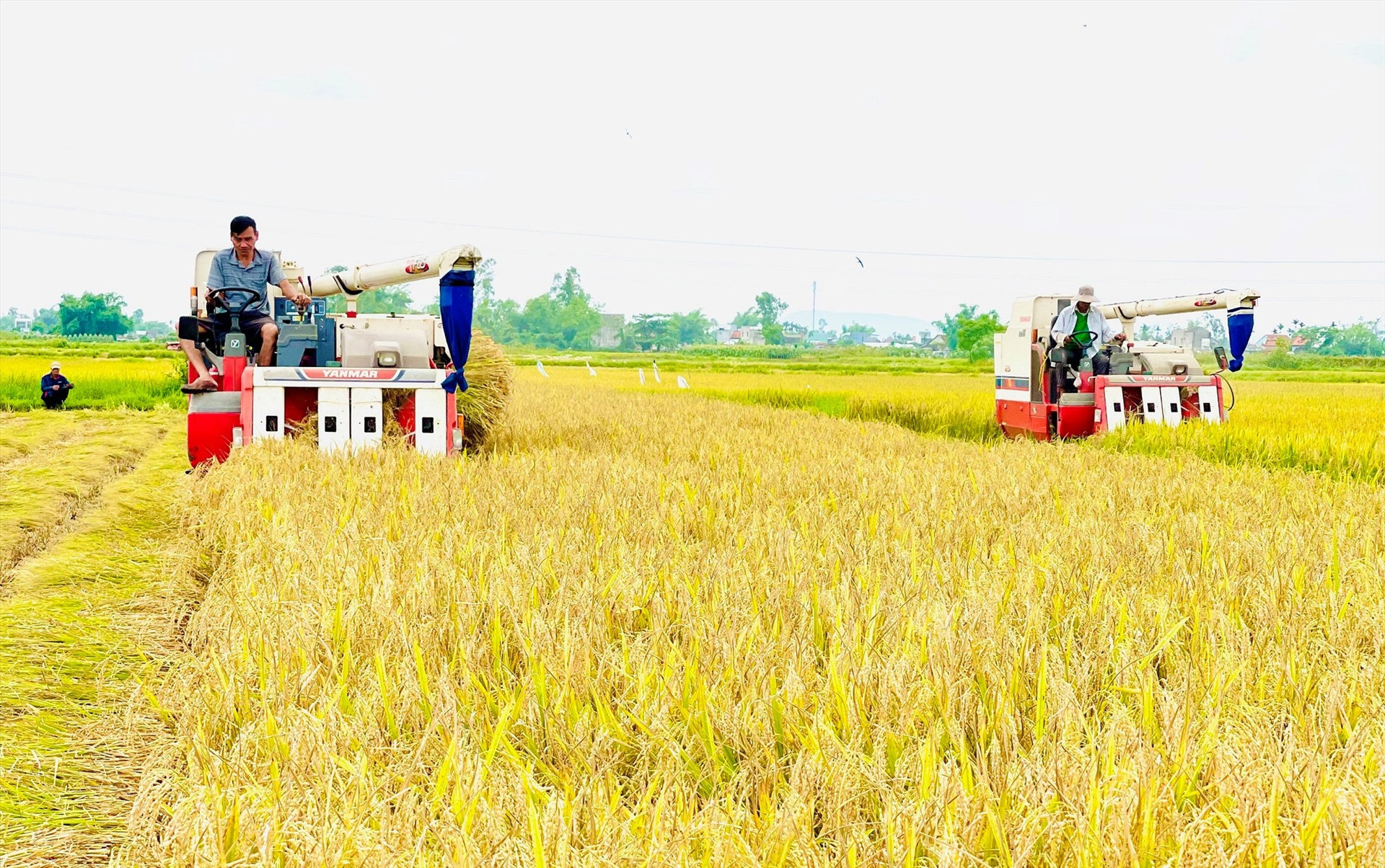 Hiện nay, chính quyền nhiều nơi huy động tối đa máy gặt đập liên hợp thu hoạch lúa.    Ảnh: T.S