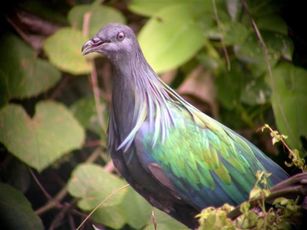 A Nicoba pigeon in the Con Dao National Park. (Source: VNA)