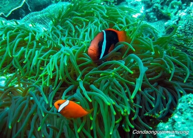 Some species in the coral reefs of the Con Dao National Park. (Source: VNA)