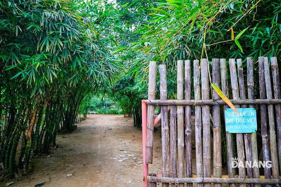 Cổng nẹp bằng tre, biểu tượng của Sơn Trà Tịnh Viên.  Ảnh: KHẢ THỊNH