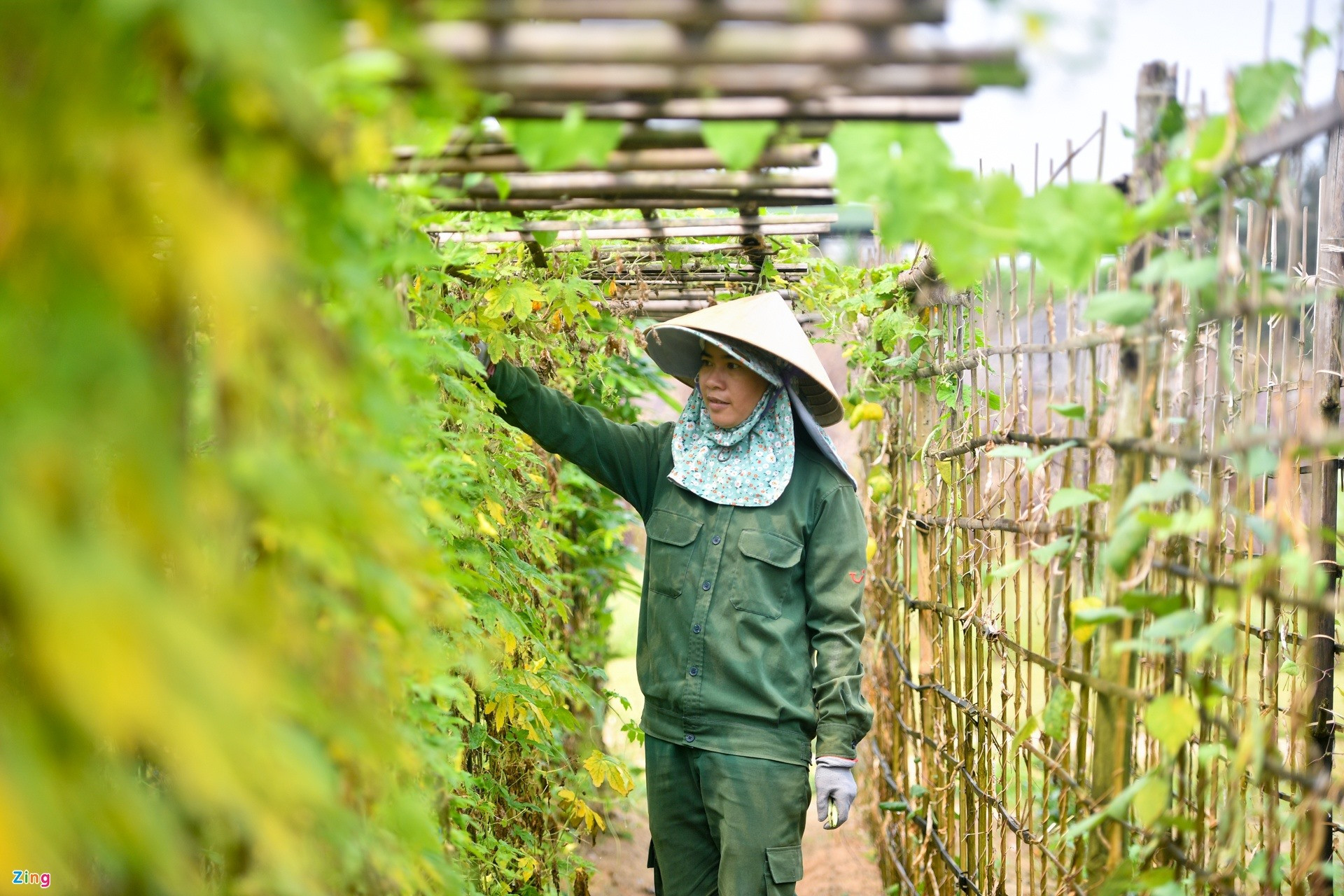 According to Anton Bespalov, director of TUI BLUE Hoi An resort, the organic vegetable garden helps the resort be cost-effective. At the same time, the health of resort employees and visitors is also ensured.  The resort is planned to expand the garden in the near future.
