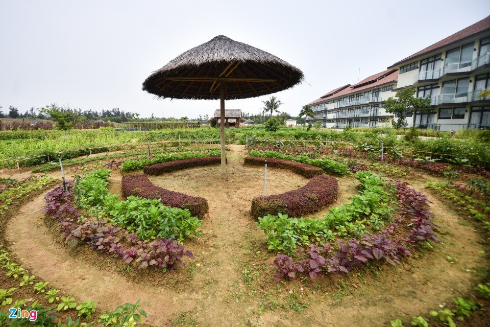 Different vegetables are planted in the resort garden, including mustard greens, beetroots, basil, fish mint, scallions, white radish, sweet cabbage, spinach, and corn among others. The garden provided 468kg of vegetables for the restaurant in March. The number was expected to be over 500 in April.