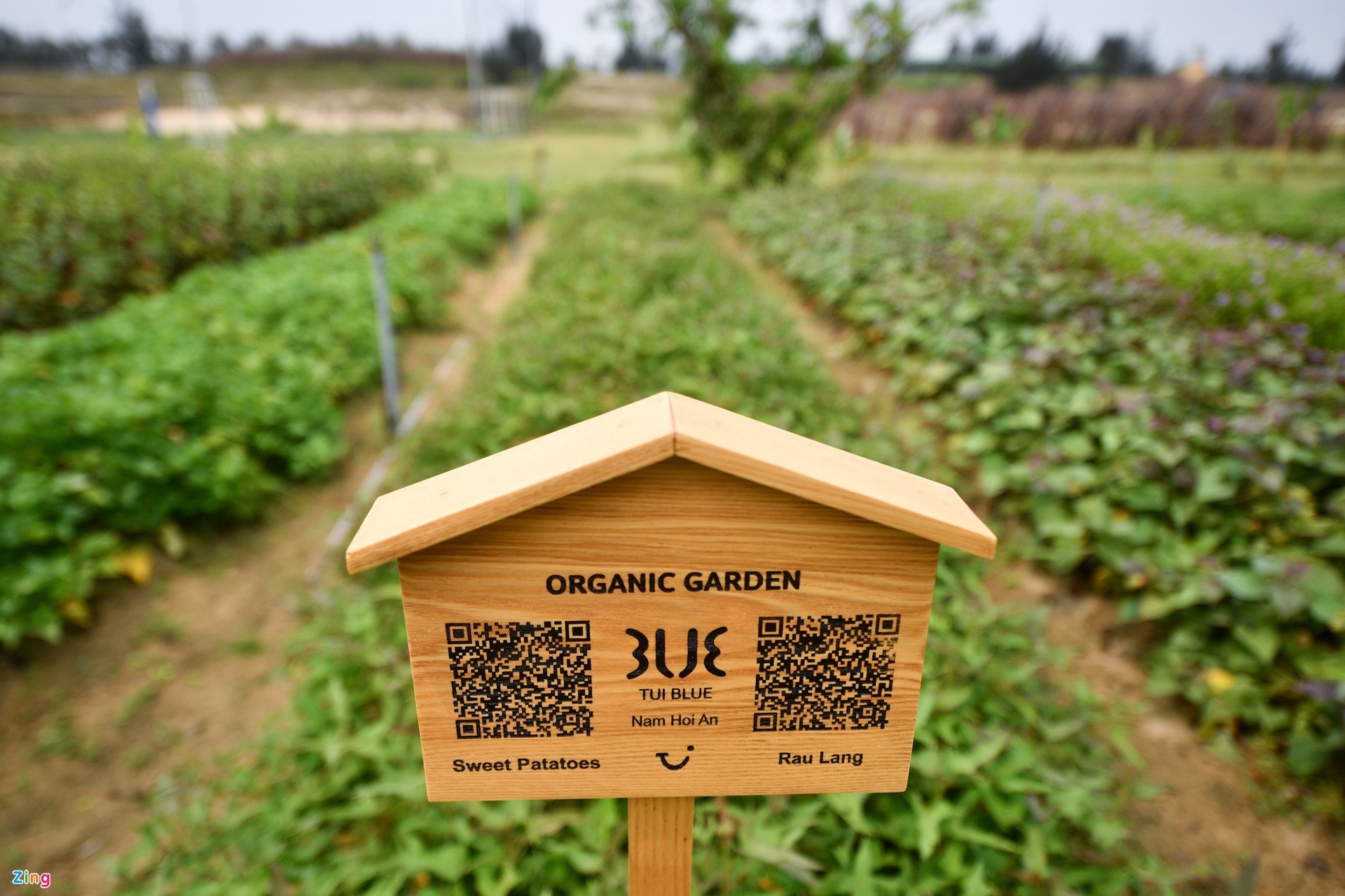 The vegetables are grown in the garden by organic methods for sustainable development of the resort.  Visitors can learn about the characteristics and nutritional ingredients of the dishes made of/from vegetables planted in the garden by scanning the QR code.