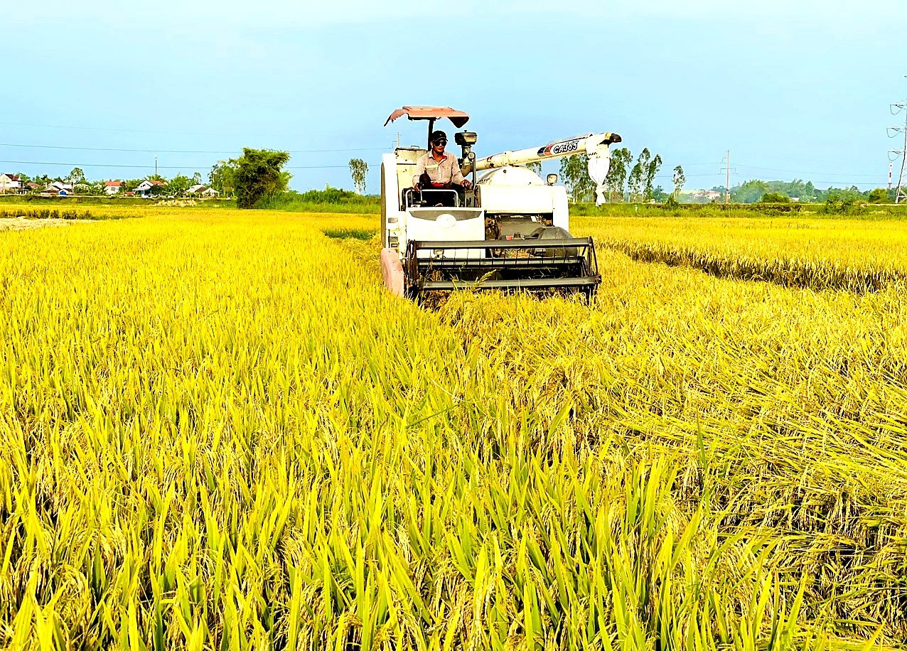 Đợt nghỉ lễ vừa qua, chính quyền nhiều địa phương huy động tối đa máy gặt đập liên hợp thu hoạch lúa. Ảnh: N.P