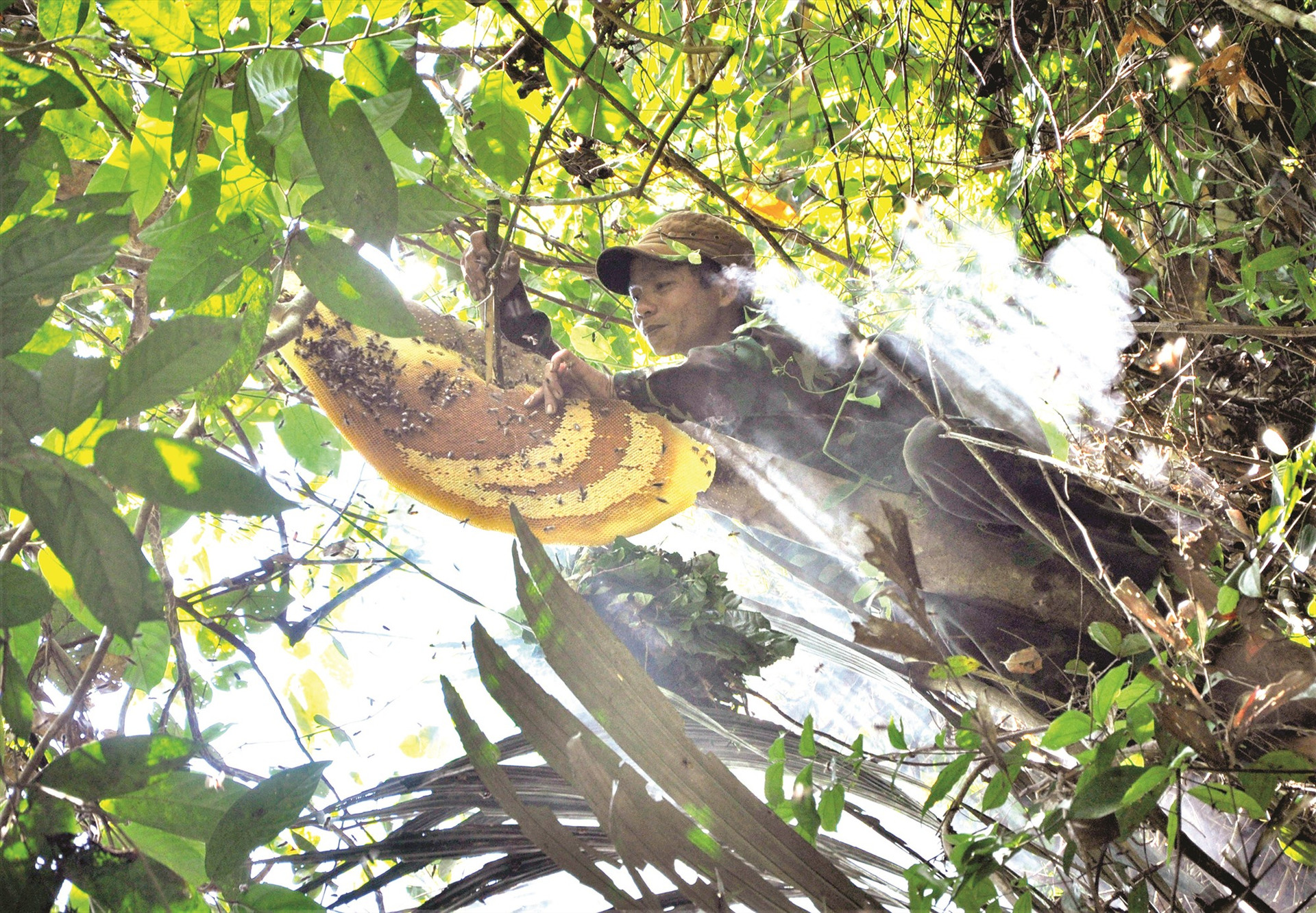 Một “thợ săn” thực hiện công đoạn thu hoạch mật ong rừng.
