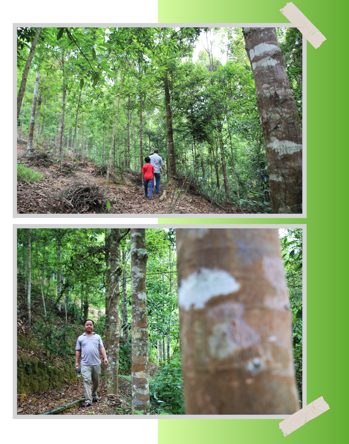 Những năm gần đây, cánh rừng gỗ quý hiếm của ông Đham trở thành điểm đến lý tưởng cho du khách.