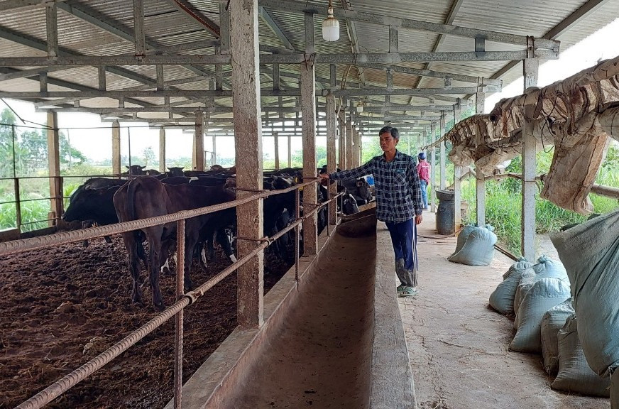 Trang trại bò 3B của ông Nguyễn Văn Kiệt