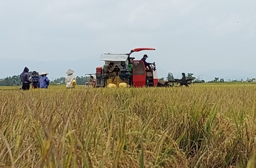 Thu hoạch lúa hữu cơ trên cách đồng Điện Thọ