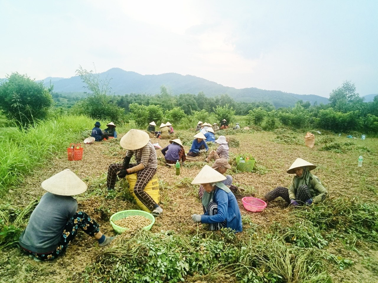 Chị em phụ nữ thôn Bình Yên (xã Phước Ninh, Nông Sơn) cùng nhau thu hoạch đậu phụng giúp gia đình hội viên có tang lễ. Ảnh: T.L