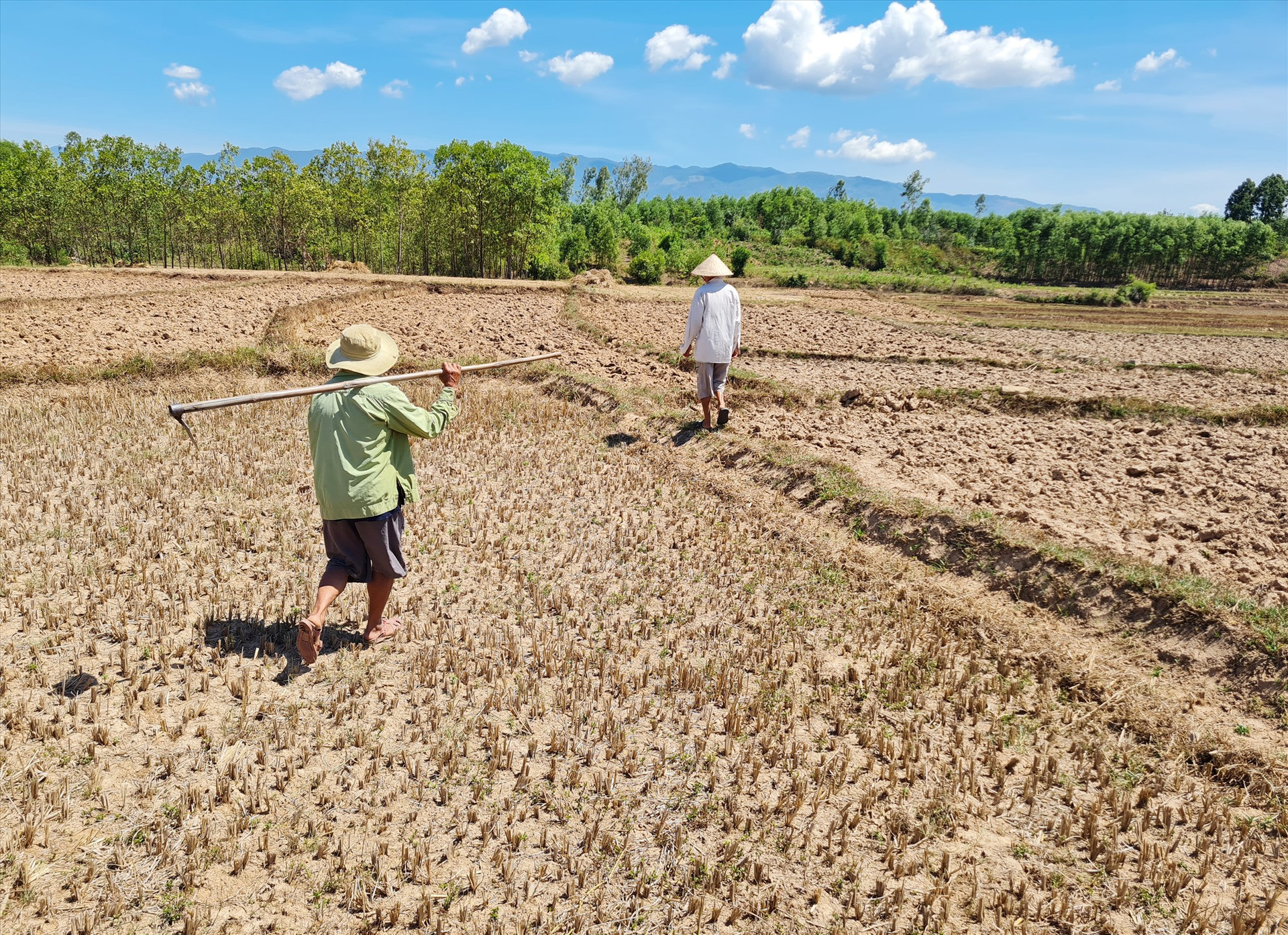 Tại một vài nơi ở huyện Đại Lộc, tình trạng thiếu hụt nguồn tưới đã xảy ra ngay từ đầu vụ hè thu khiến nhiều diện tích không thể gieo sạ nếu không có mưa. Ảnh: H.LIÊN