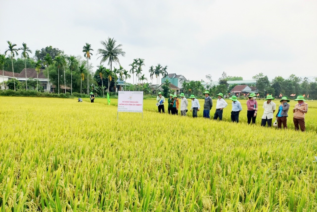 Huyện Quế Sơn phối hợp khảo nghiệm nhiều giống lúa có năng suất, chất lượng cao. Ảnh: DUY THÁI