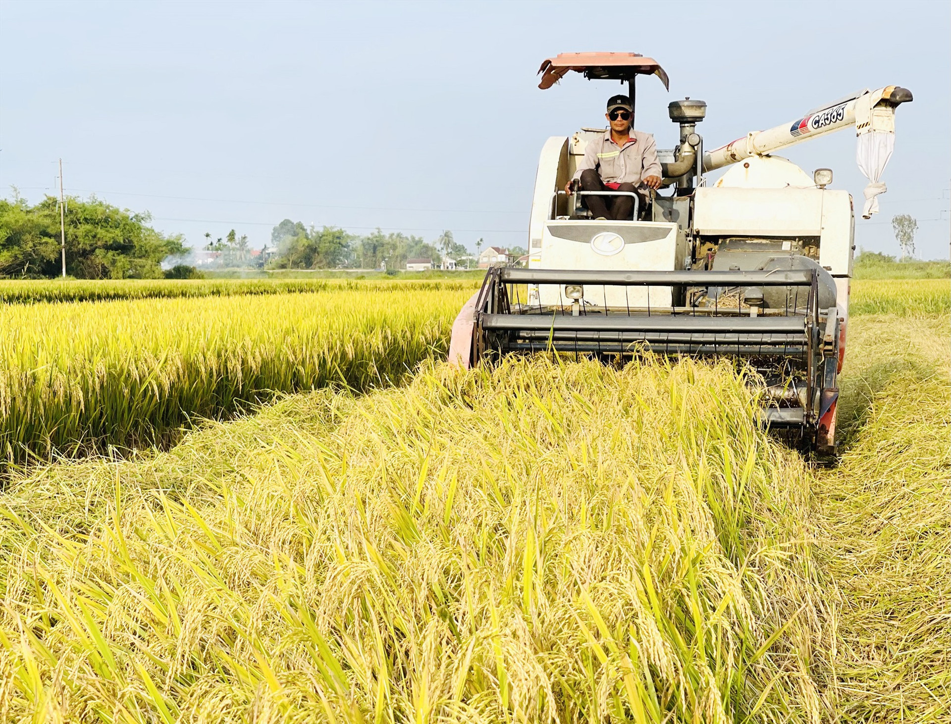 Đông xuân năm nay, năng suất lúa bình quân của huyện Duy Xuyên ước đạt 66,5 tạ/ha, tăng 8,6 tạ/ha so với cùng vụ sản xuất năm ngoái. Ảnh: PV