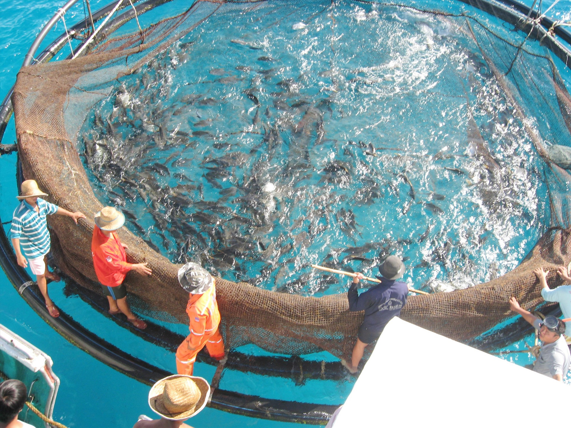 Lồng nuôi hải sản HDPE có khả năng thích ứng với gió bão, vừa đảm bảo an toàn cho môi trường biển. Ảnh: VIỆT NGUYỄN
