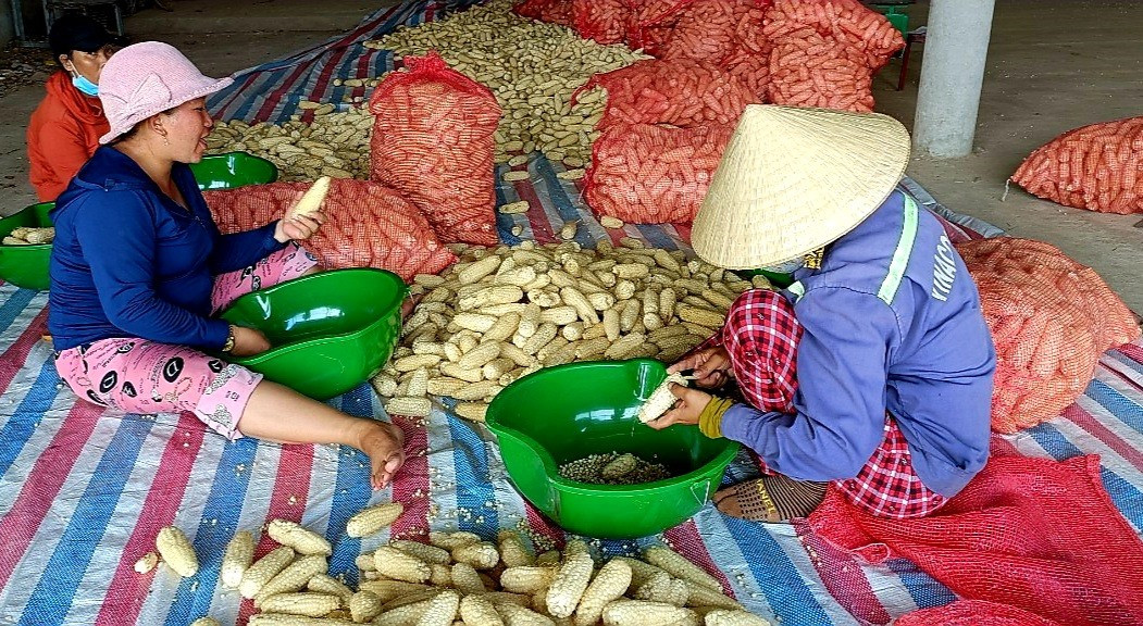 Liên kết với doanh nghiệp sản xuất bắp nếp giống, vụ này nông dân huyện Đại Lộc có nguồn thu nhập khá cao. Ảnh: PV