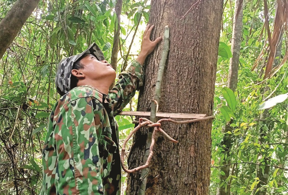 Cọc dấu được Alăng Lai cắm cạnh gốc cây nơi phát hiện tổ ong rừng. Ảnh: ĐĂNG NGUYÊN