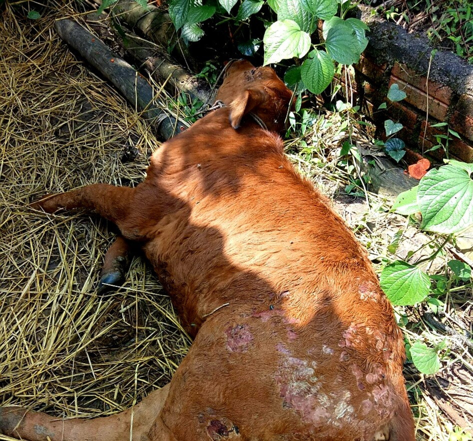 Một con bò ở xã Quế An (Quế Sơn) bị chết do mắc bệnh viêm da nổi cục hồi giữa tháng 3/2023.   Ảnh: PV