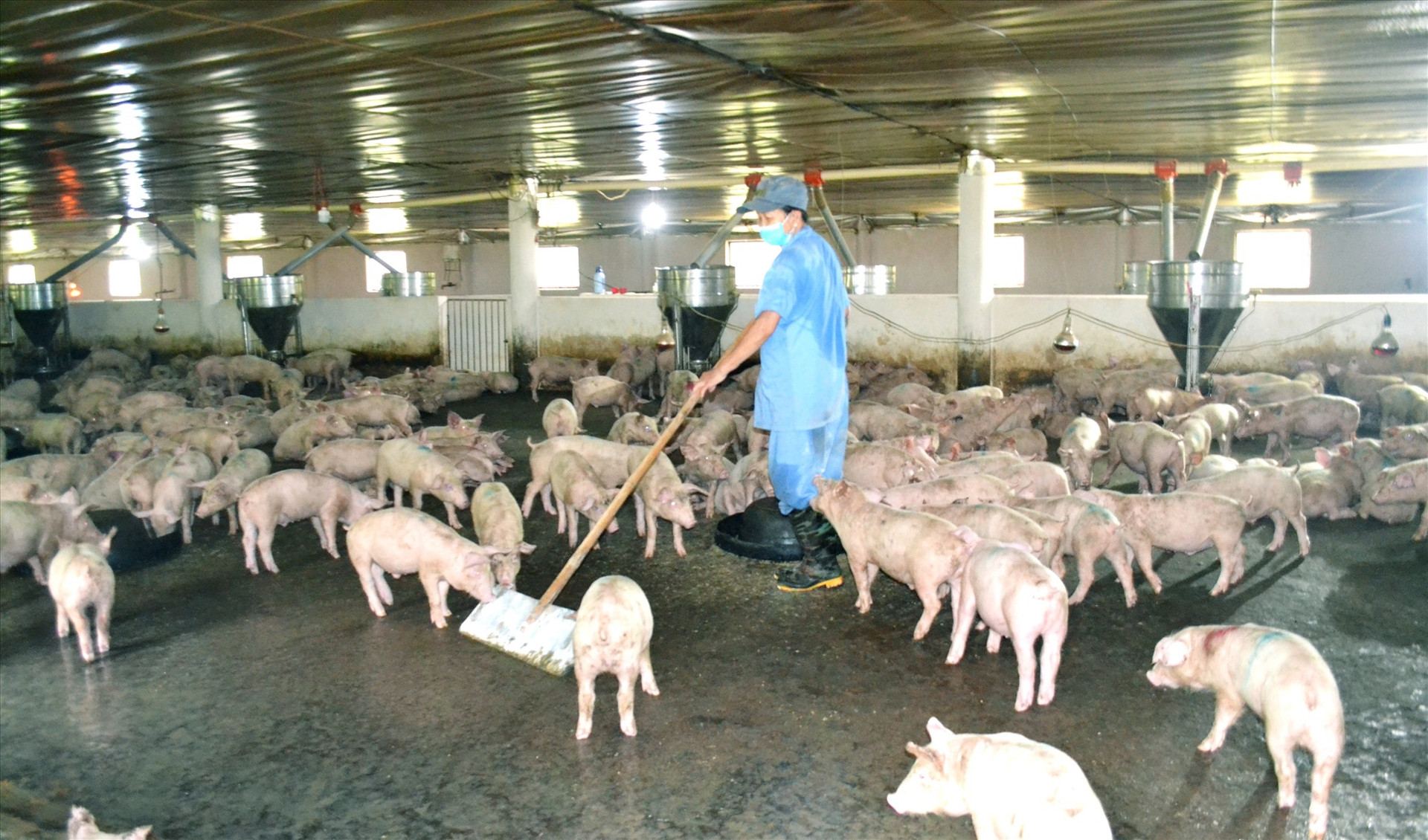 Thời gian gần đây, trên địa bàn huyện Quế Sơn xuất hiện nhiều mô hình liên kết chăn nuôi heo thịt quy mô lớn giữa các hợp tác xã, người dân với các doanh nghiệp.   Ảnh: PV