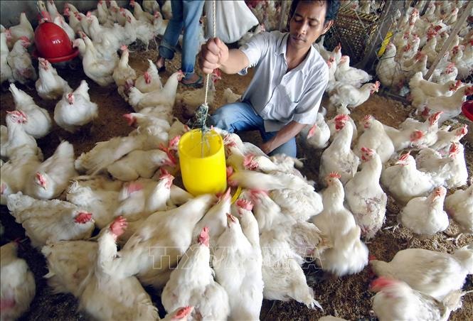 Gà được nuôi tại trang trại ở Jakarta, Indonesia. Ảnh minh họa: AFP/TTXVN