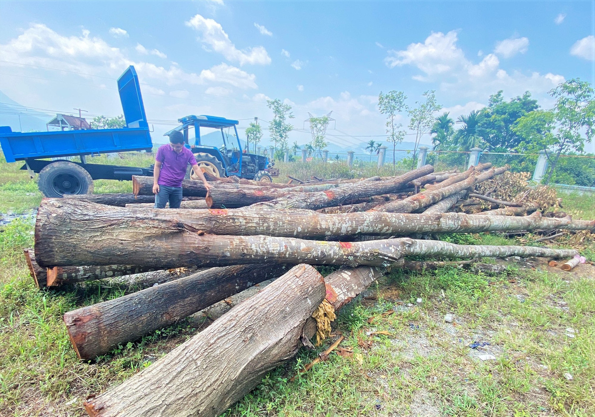 Toàn bộ 17 cây sao đen đang được cơ quan chức năng huyện Phước Sơn lập thủ tục thanh lý theo quy định pháp luật. Ảnh: LÊ TRUNG