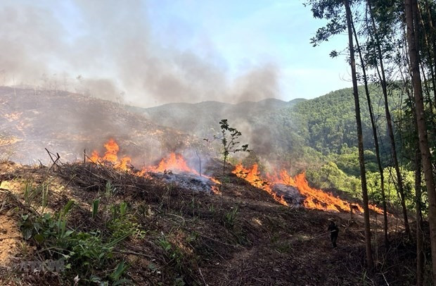 Một vụ cháy rừng ở tỉnh Quảng Trị gây thiệt hại ước tính khoảng 300 triệu đồng. (Ảnh: TTXVN phát)