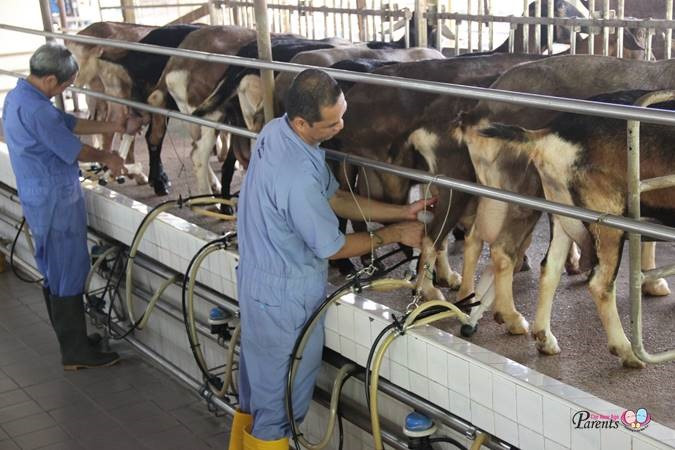 Trang trại chăn nuôi dê lây sữa